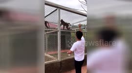 Monkey dances along with tourist’s rapping