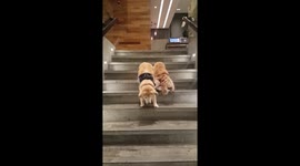 Service dog patiently guides blind dog down steep stairs
