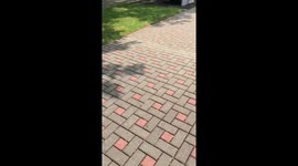 Puppy poodle chasing goose with Manhattan skyline in bavkground