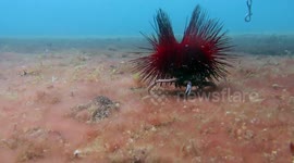 Decorator crabs use jellyfish and sea urchins as shells