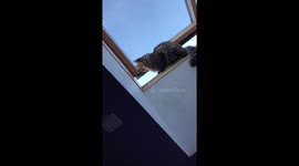 Cat everytime she sees a pigeon