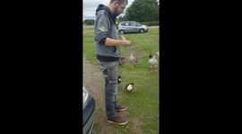 Sheep thinks his a duck