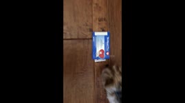 3 pd teacup loves his heart worm medicine, Tri-Heart Plus by Merck