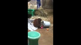 Redd, a Bornean orangutan at DC's National Zoo knows how to have fun. This little guy turns 2 in mid-September and seems to be in constant motion. A bucket of plastic balls and he is ready to play.