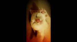 Kitty goes wild