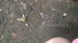 Child feeding chipmunk