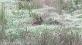 A hare in a field in early morning.