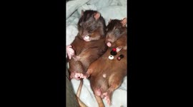 Rats trying to wake up with coffee