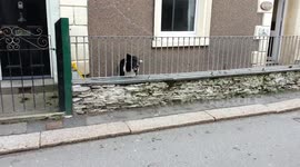 Adorable video shows a dog playing catch with passers by in the street