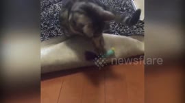 Cute cat playtime