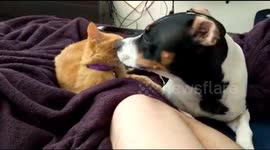 cat love dog