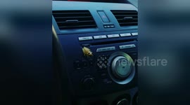 'Don't jump on me!' US woman freaks out when she finds tiny frog inside her car