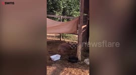 PIGGING OUT - Morbidly obese pig who went BLIND after spending her days living in a ‘man cave’ and binging on junk food has been put on a strict diet