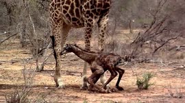 Newborn baby giraffe struggles to get onto its long wobbly legs