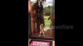 Newsflare Edit - Cat vs. Broom