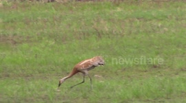 Sandhill cranes mating ritual dance