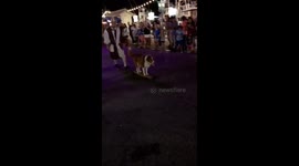Dog on a board
