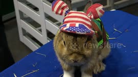 Pet rabbits having fun in Thailand