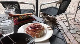 4 birds eating from plate