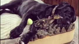 Duckling loves to tease giant black labrador