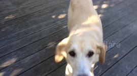 Goat and dog playing