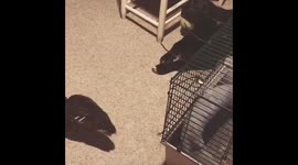 Duck dog ball