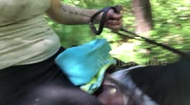 Duckling goes for horseback ride