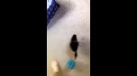 Duckling plays ball