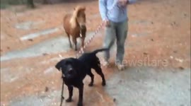 Dog takes miniature horse for a walk, while on walk himself