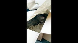 Kitten eats paper as a snack