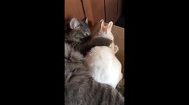 Cat and bunny are adorable snuggle buddies