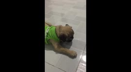 Pug dog funny