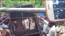 Rogue leopard bolts to freedom after capture