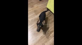 ‘Bang trick’ with German shepherd puppy
