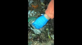 Puppy rescued from pile of trash after being dumped in bin lorry