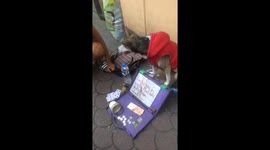 Clever rescue dog entertains people by doing maths