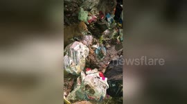 Puppy rescued from pile of trash after being dumped in bin lorry