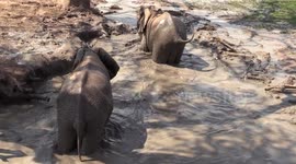 Elephants frolicking in the mud ! Mapungubwe South Africa