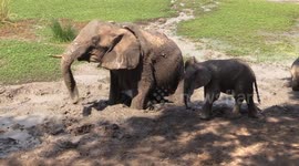 Baby Elephant bath time