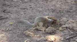 Squirrel searching for nuts in Elephant dung !