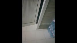 my cat open the door