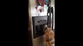 Great Dane puppy drinks straight from the fridge!