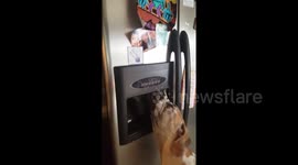 Thirsty Great Dane puppy helps himself to some water from fridge dispenser