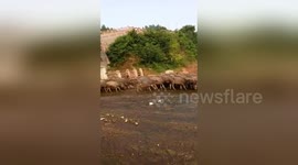Hundreds of buffaloes swim across river in China's Sichuan
