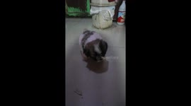 Puppy learning to howl