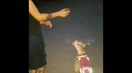 Puppy pit catches ball