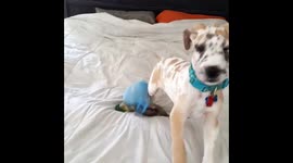 Gorgeous Great dane playing with a stunning little great dane puppy!
