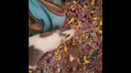 Random guineapig baby appears