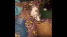 Guinea pig randomly has a baby