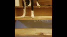 Louie won't do stairs!